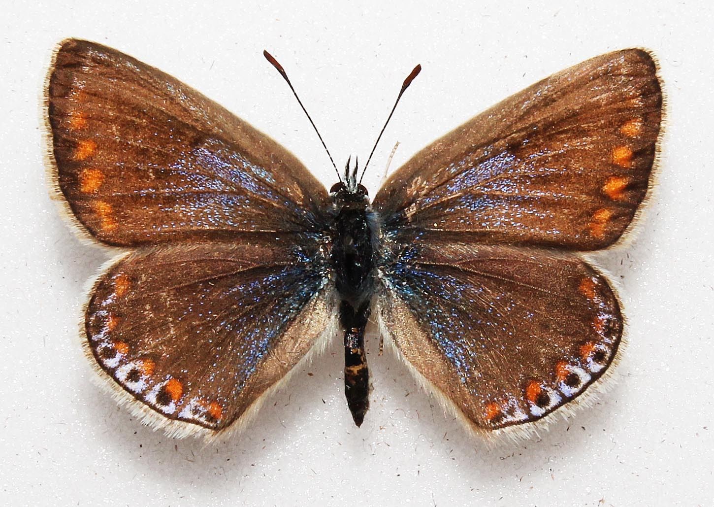 Polyommatus icarus (aberration) 2 (Internet Image property of respective owner, non-commercial use only)